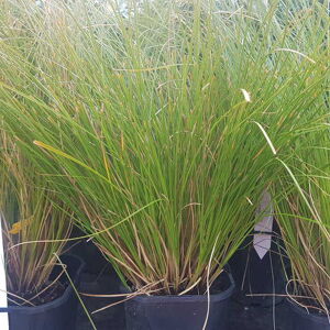 Carex testacea 'Prairie Fire' ---